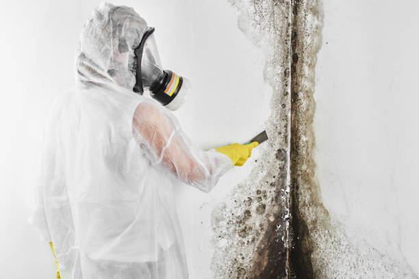 Best HVAC Mold Remediation in Pleasureville, PA