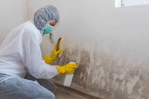 Best Black Mold Remediation in Pleasureville, PA